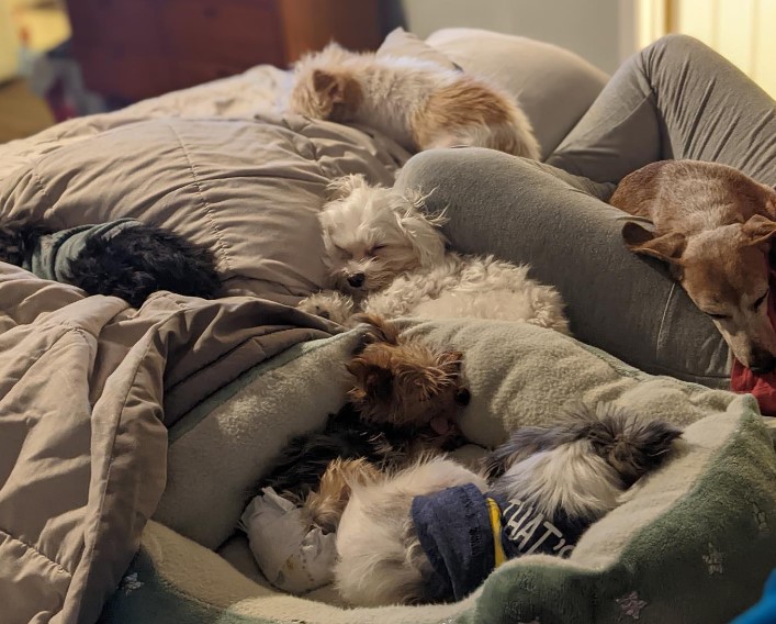 the dogs lie on their pillows and sleep