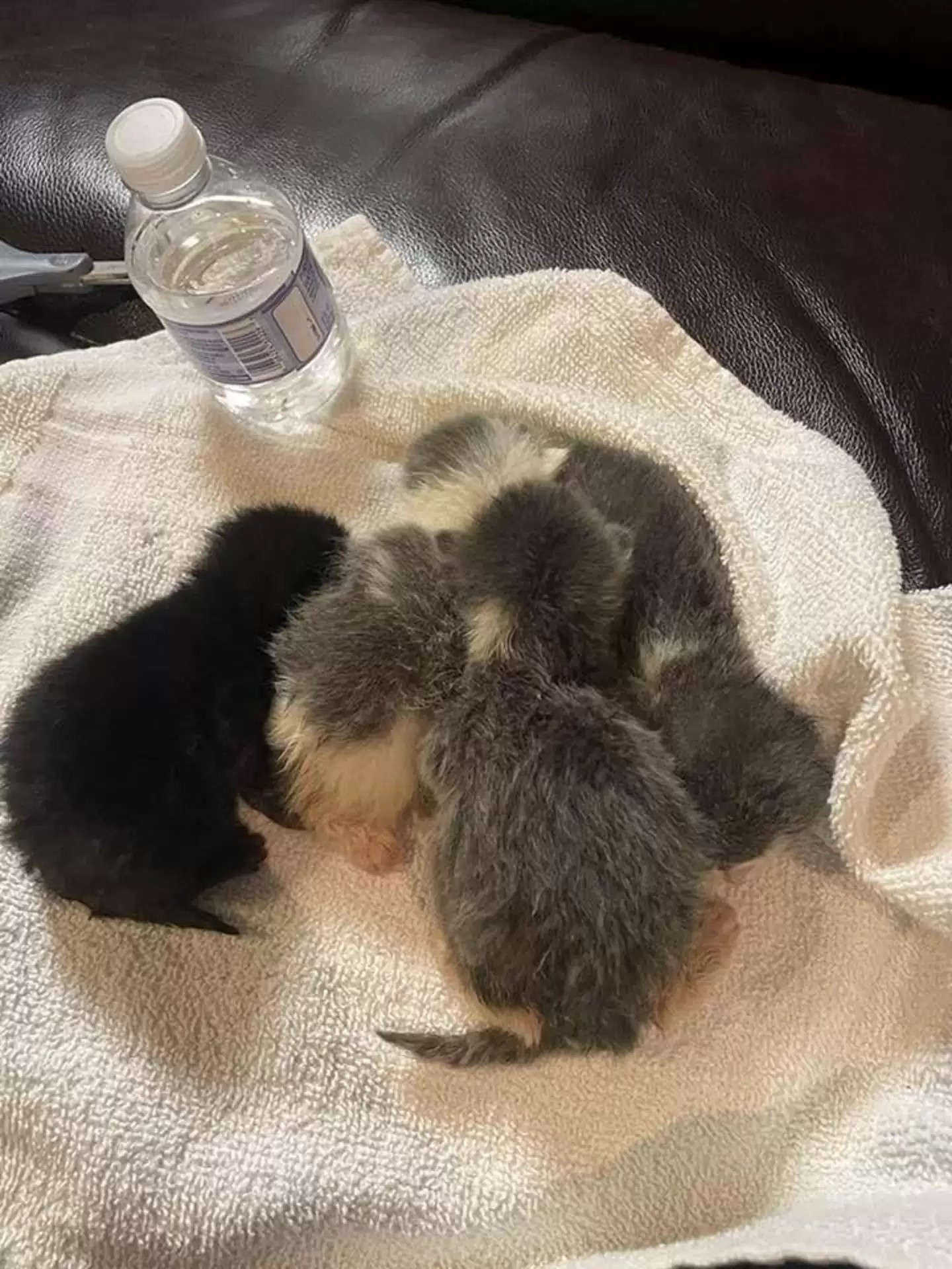 tiny kittens on a towel