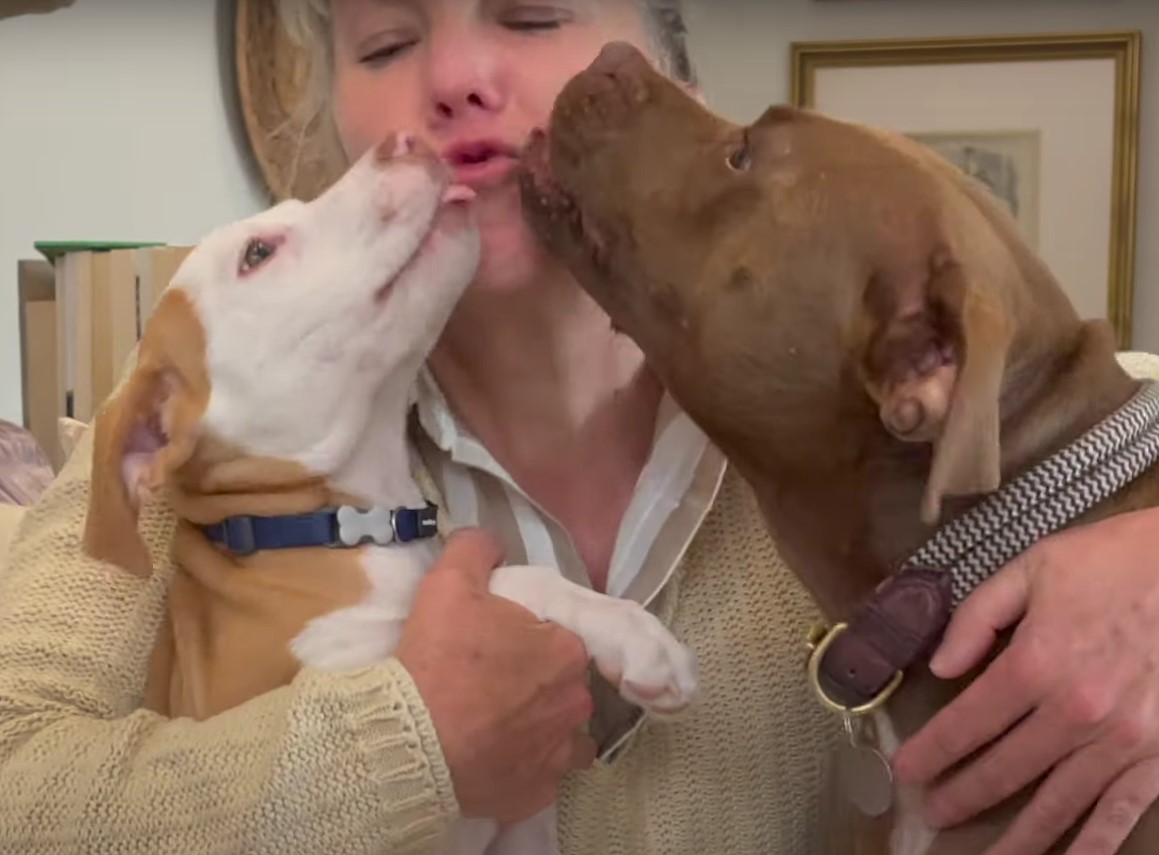 dos perros dando besos a mujer