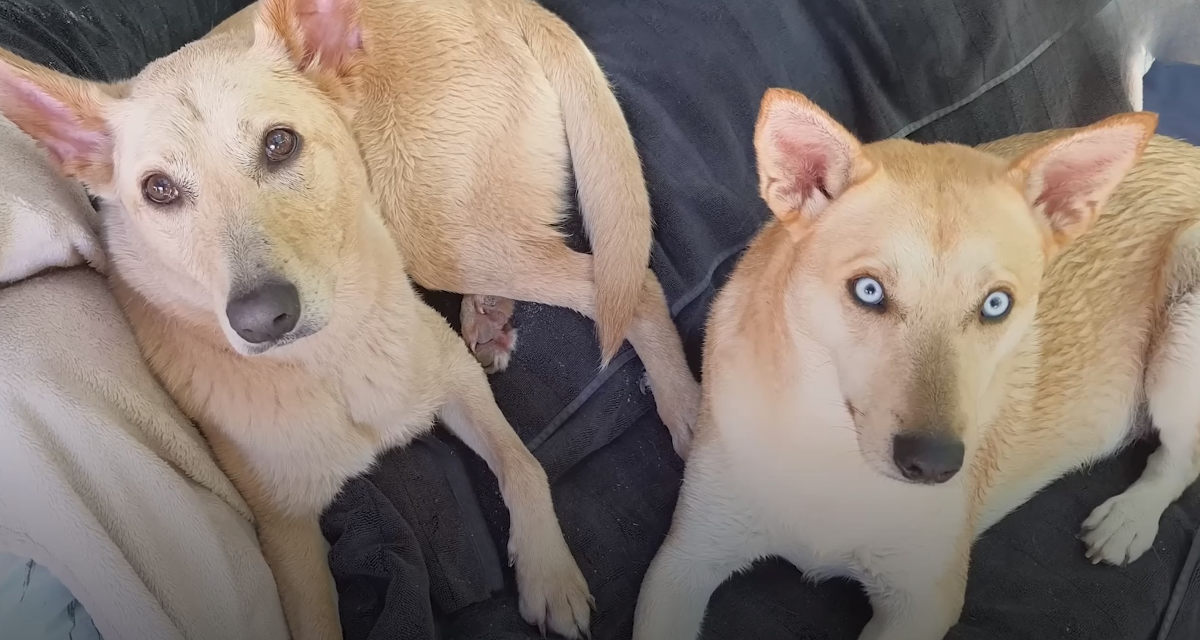 two dogs lying on bed