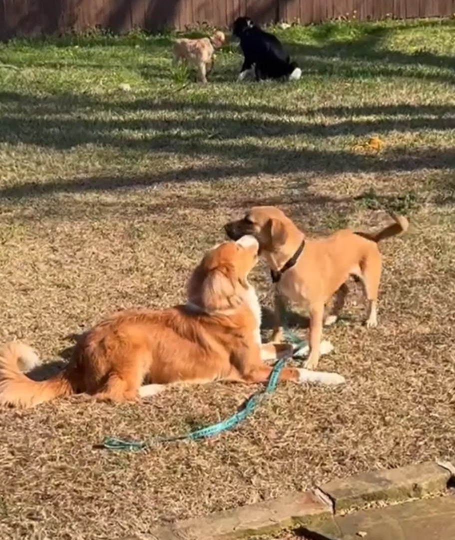 two dogs on grass