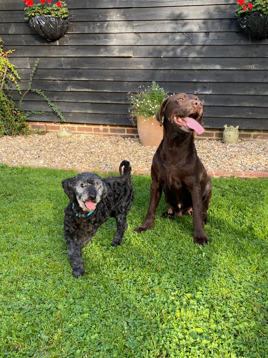 dos perros felices con la lengua fuera