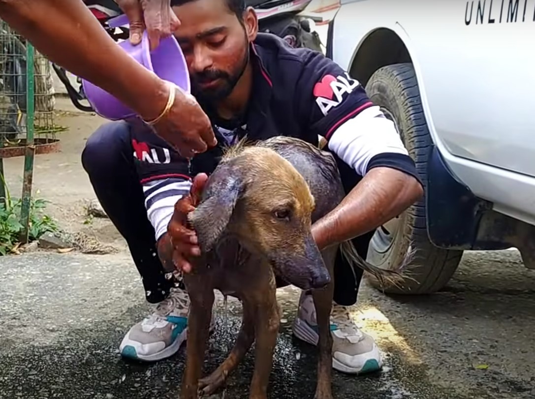 washing a skinny dog