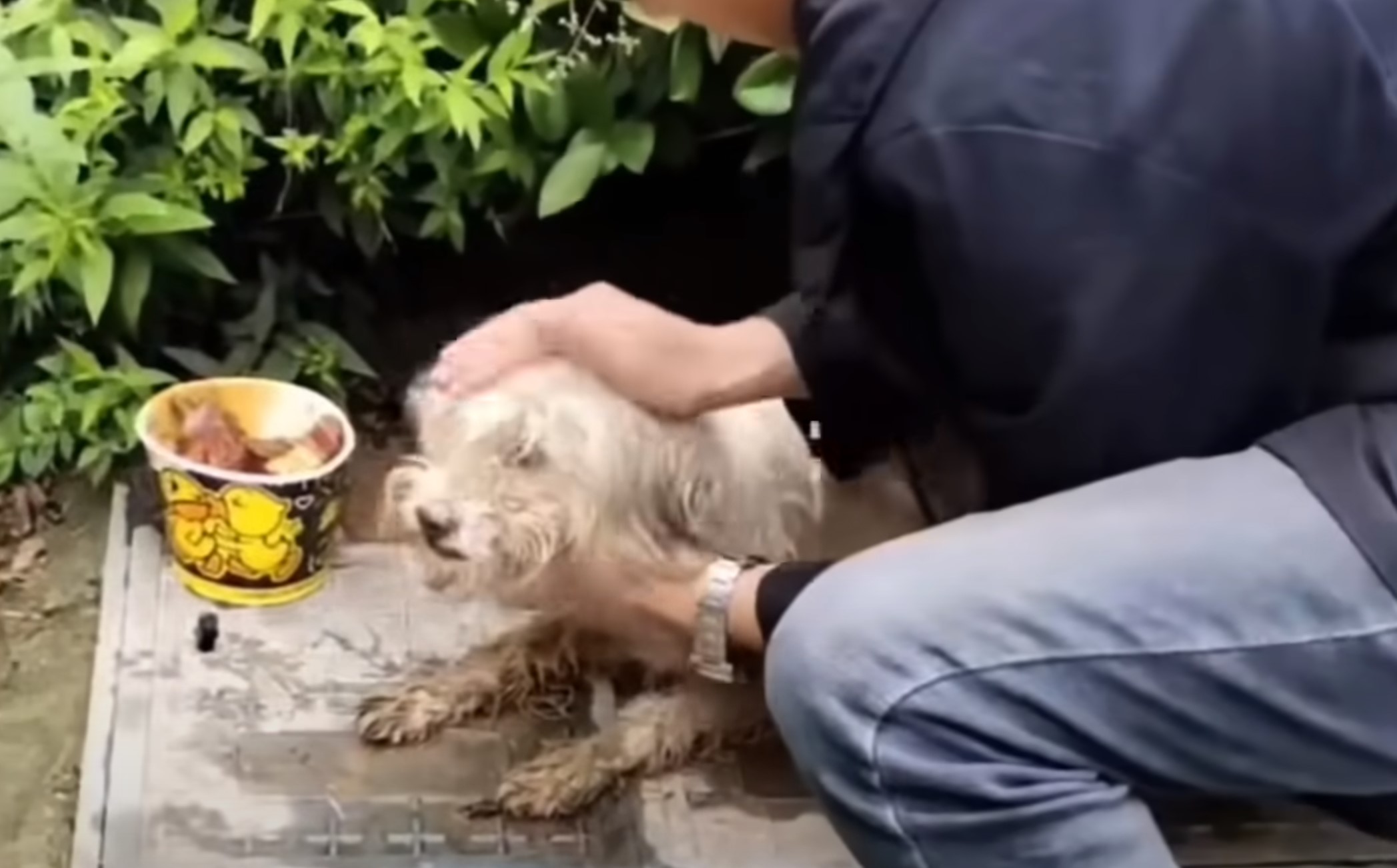 woman petting white dog