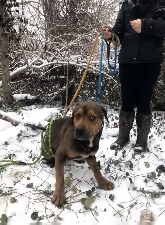 woman with dog in the wood on snow