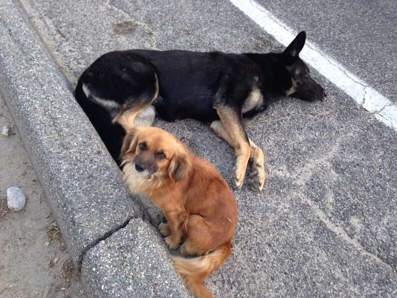 Little Dog Stands Guard Over His Pregnant Friend - The Dodo