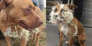 Pissed Off Porcupines Prickling Pooches In Calgary's Prettiest Park | TheRockies.Life