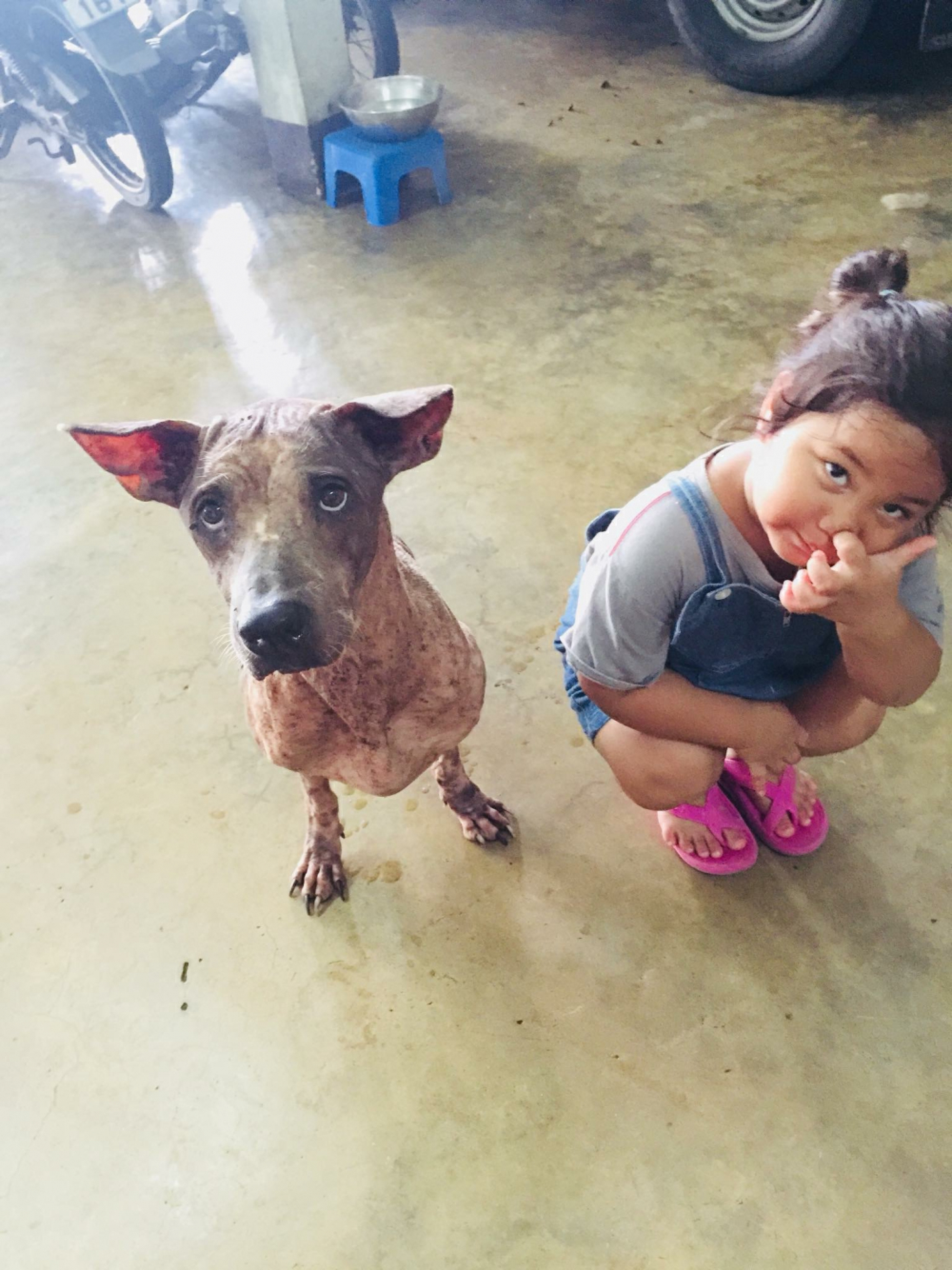 His Majesty grants help to Tay-tay, the two-legged dog of Chon Buri