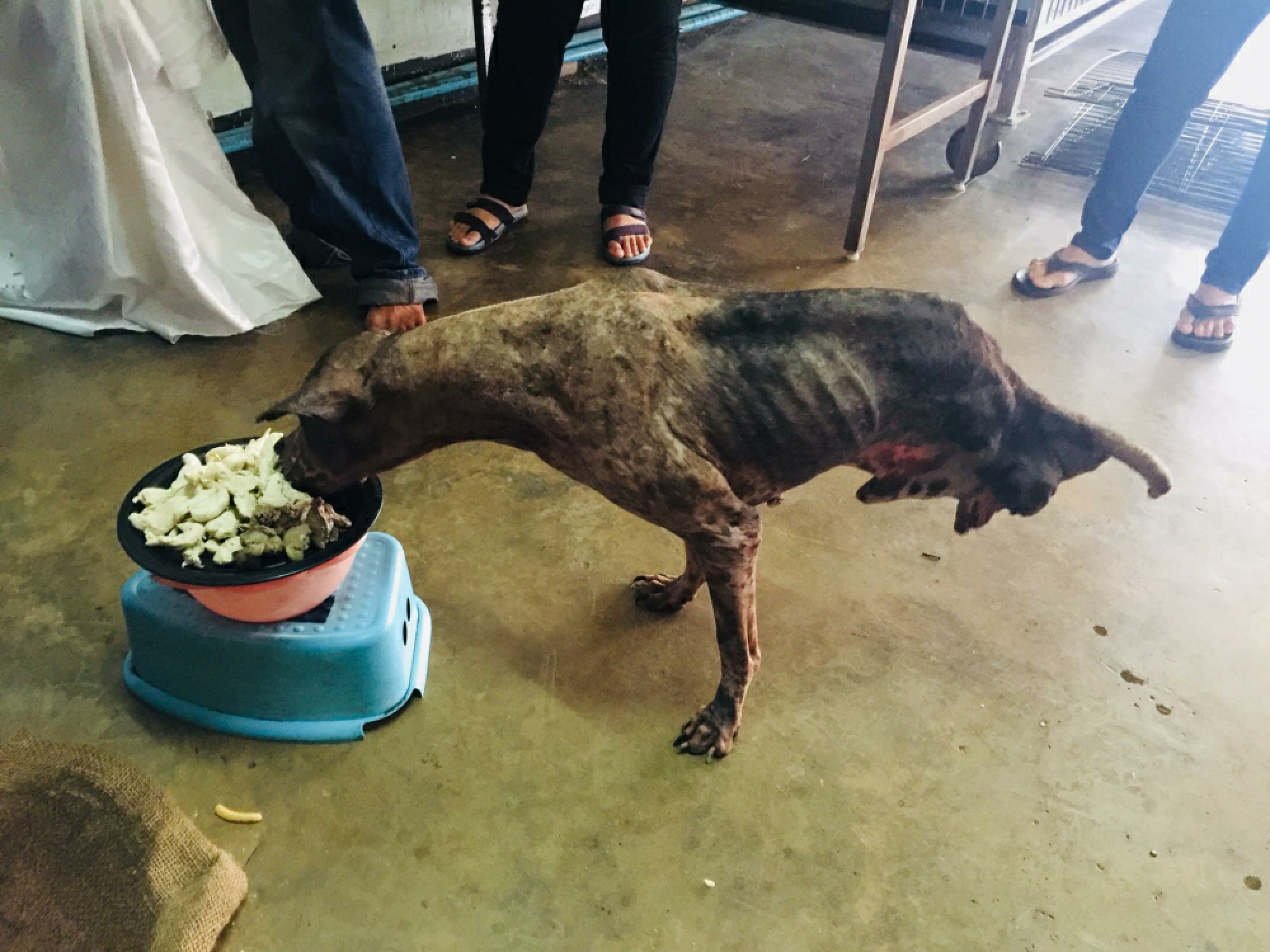 His Majesty grants help to Tay-tay, the two-legged dog of Chon Buri