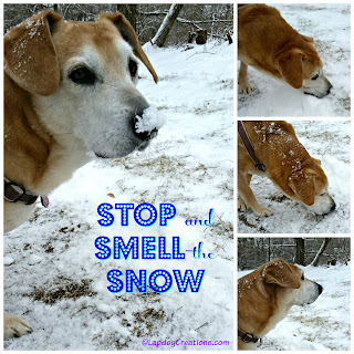 dog senior rescue adopt hound snow 