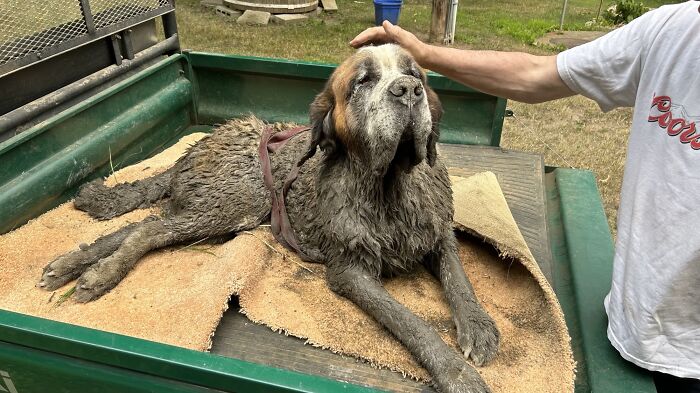 Bachelor Party Takes Unexpected Twist When They Hear Dog Barking In The Mud