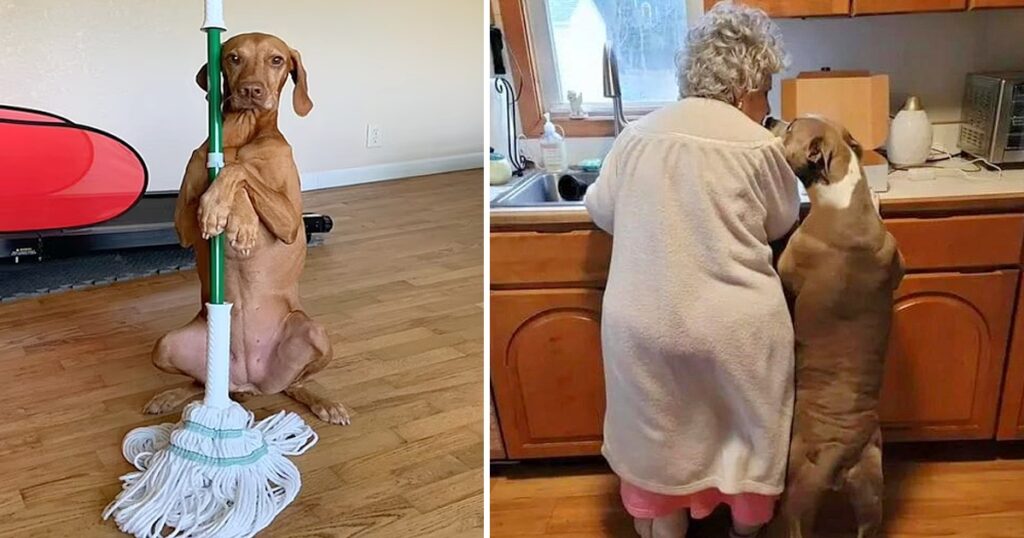 The fostered dog from the shelter assists the 92-year-old lady with her daily household chores, earning immense admiration from the online community