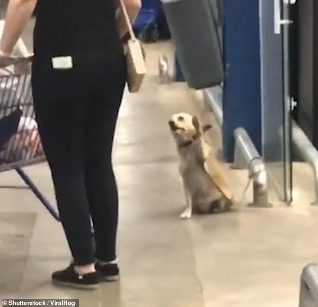 The friendly dog named Agusta raises her paw and waves at shoppers outside a supermarket  in Catanduva, Sao Paulo, Brazil