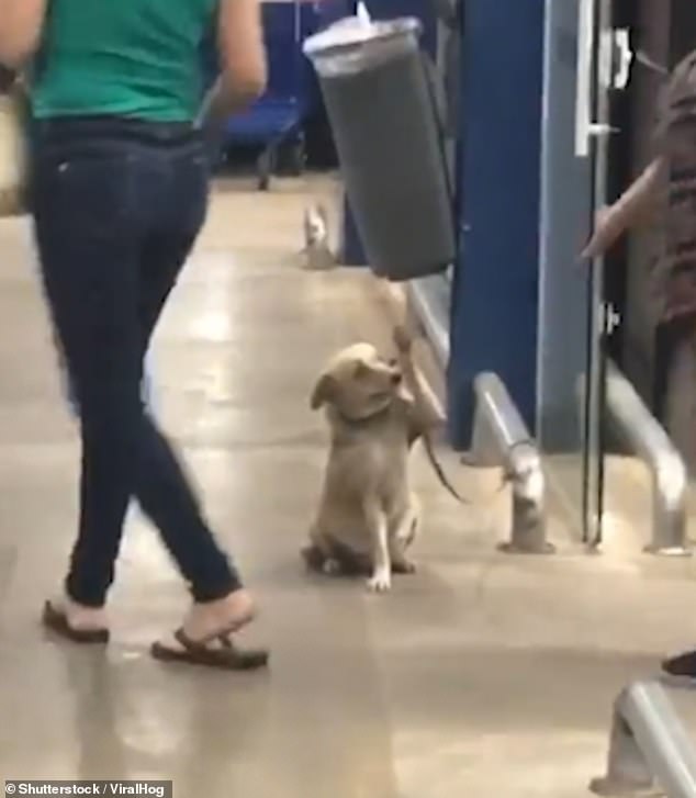 Customers watch in awe as the little dog greets them outside the store in Brazil