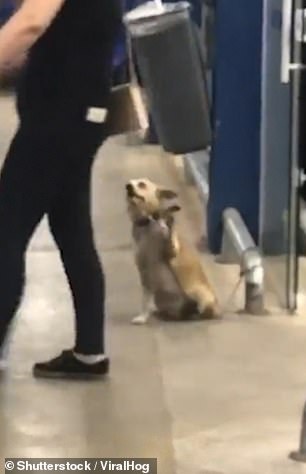 The dogs waves at a shopper