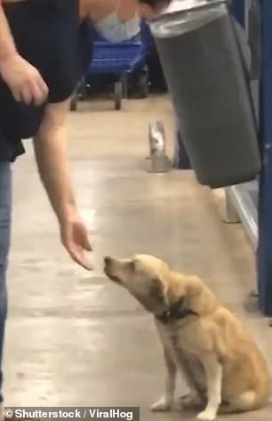 A shopper strokes the animal