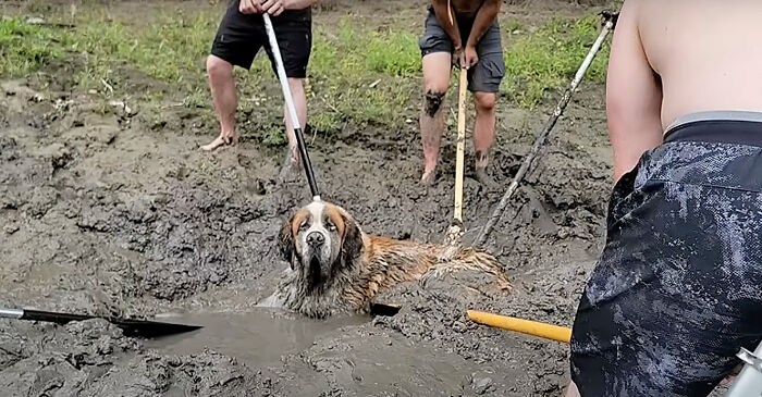 Bachelor Party Takes Unexpected Twist When They Hear Dog Barking In The Mud