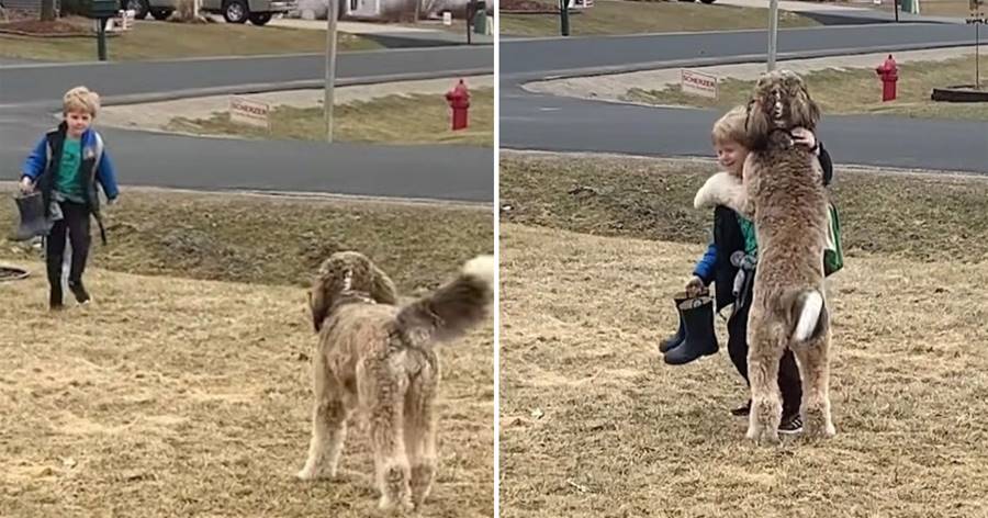 Bernedoodle Melts 7M Hearts Hugging His Little Brother After School!