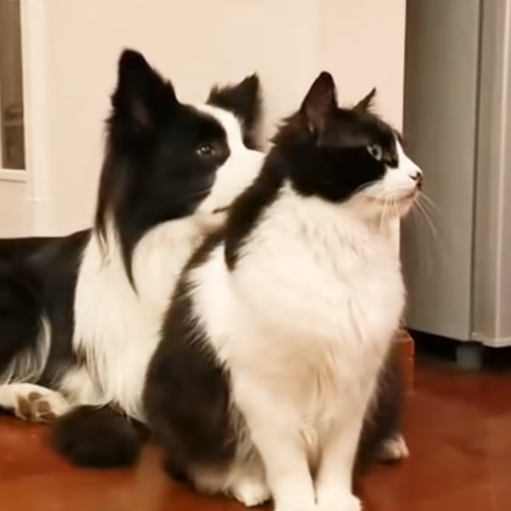 Cat and dog