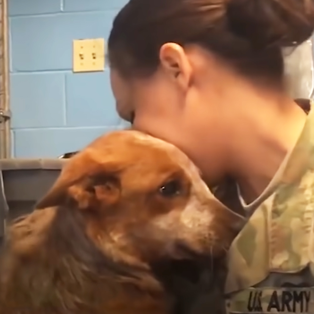 Soldier reunited with dog