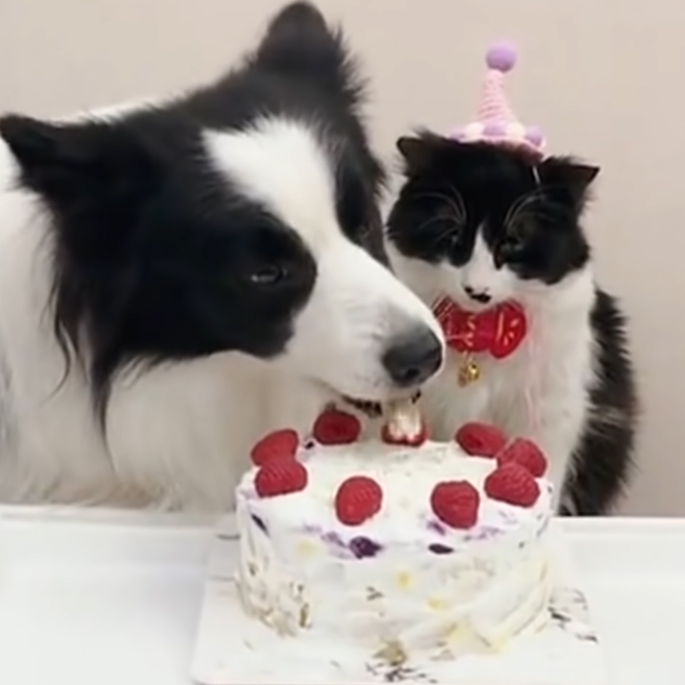 Cat and dog