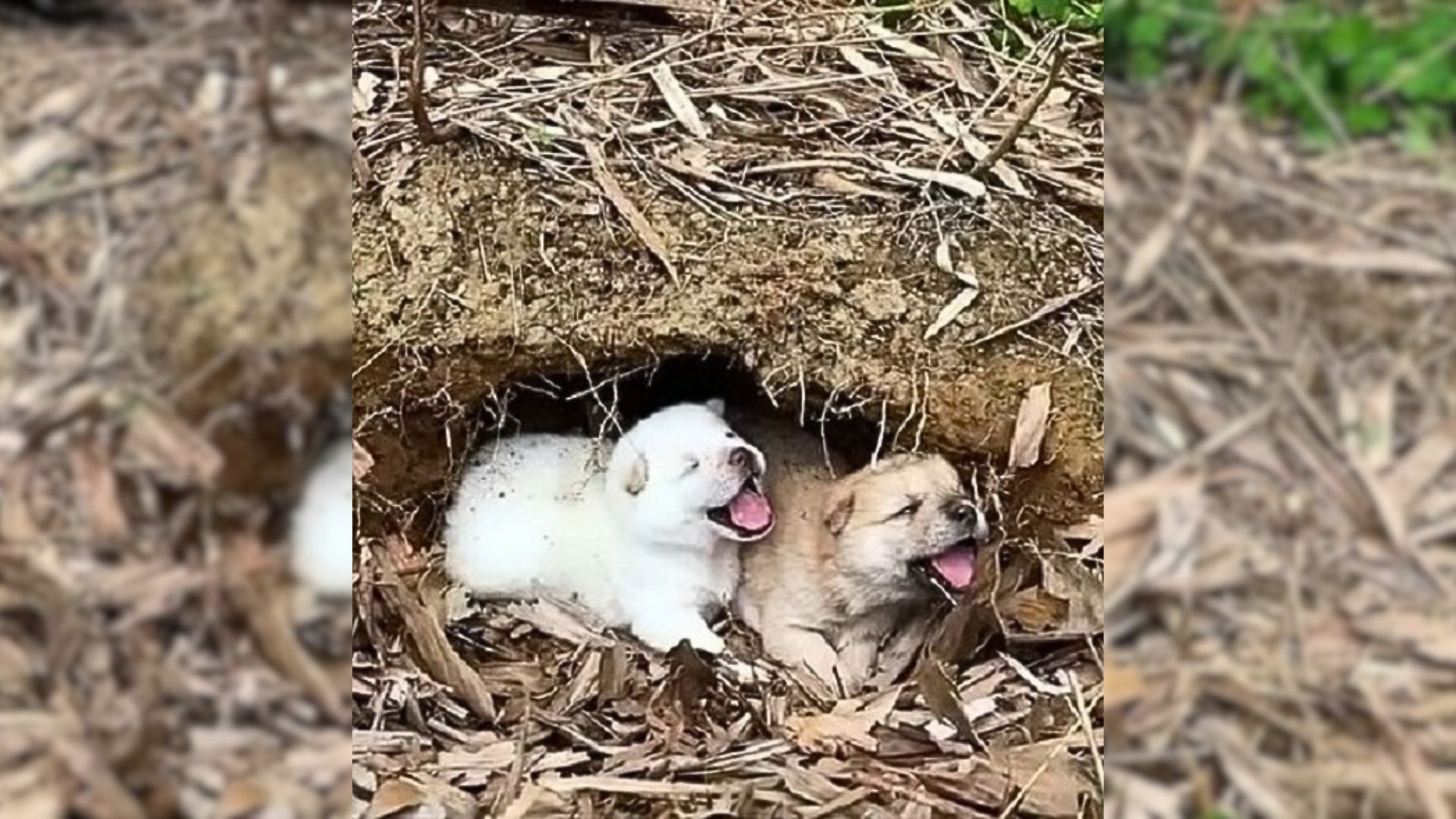 Little Puppies Felt Scared As They Curled Up In A Cave Trembling And Crying For Their Mom