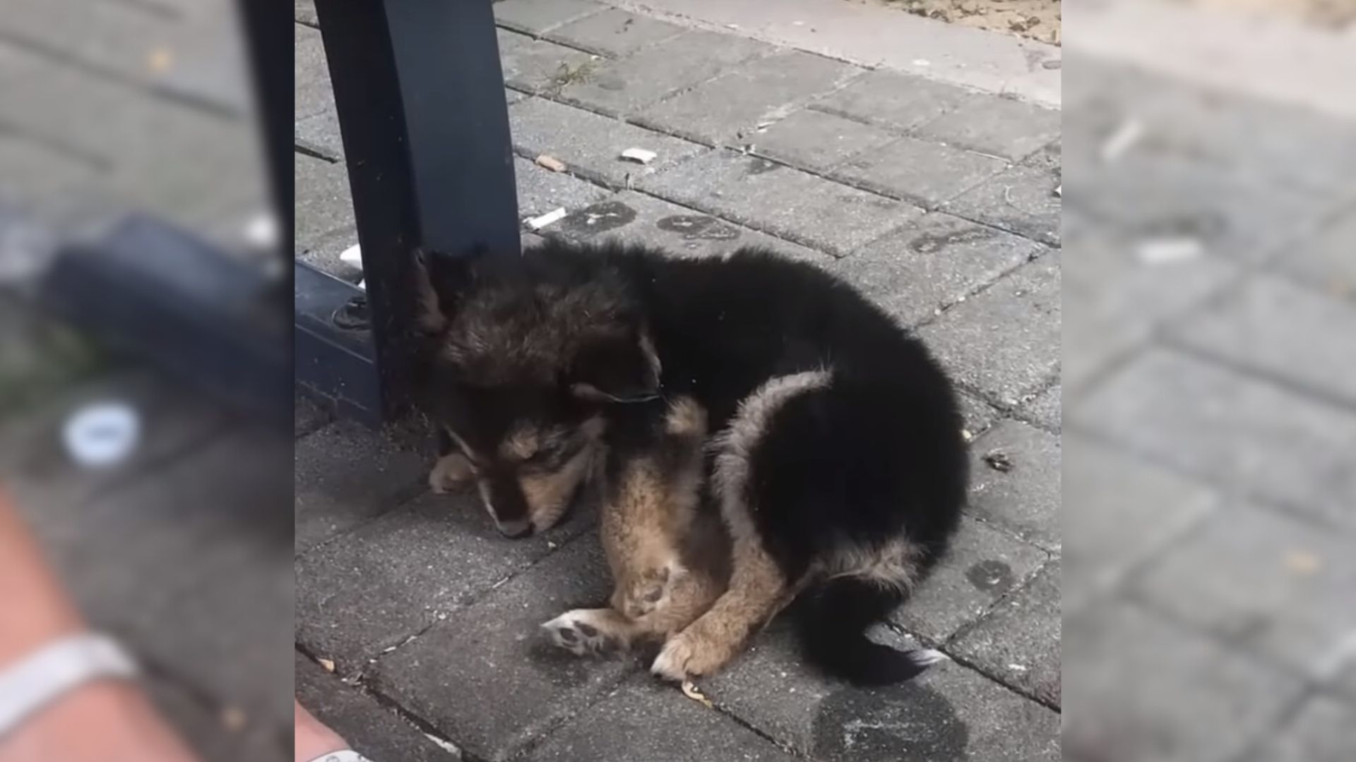 Man Discovered A Passed Out Puppy Next To A Road So He Hurriedly Tried To Help