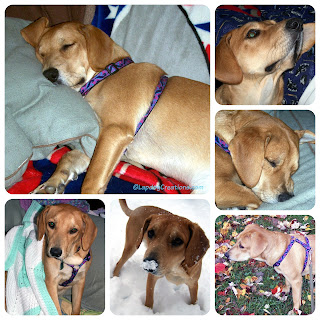 puppy dog rescue adopt hound golden lab