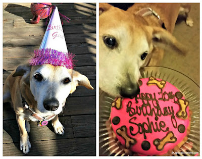 birthday dog senior rescue adopt hound cake hat