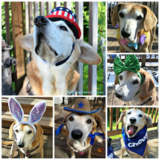 dog senior rescue adopt hound costume holidays