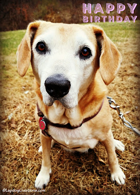 birthday dog senior rescue adopt hound