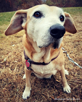 birthday dog senior rescue adopt hound golden lab