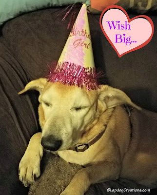 birthday dog senior rescue adopt hound golden lab