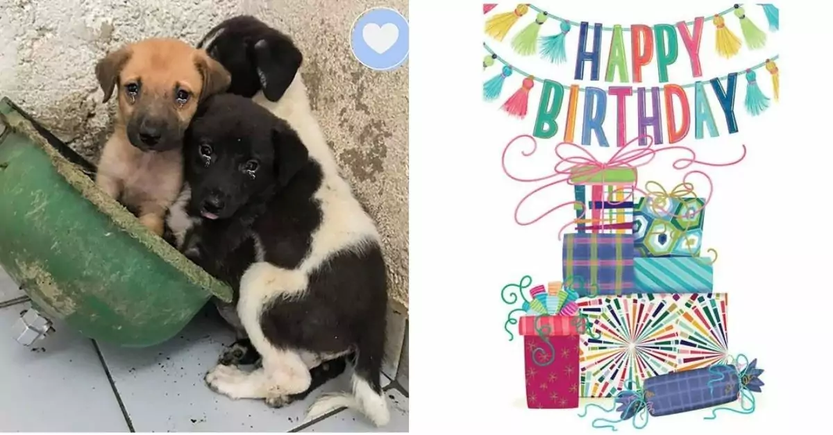 Stray dogs were rescued and given a birthday party to celebrate