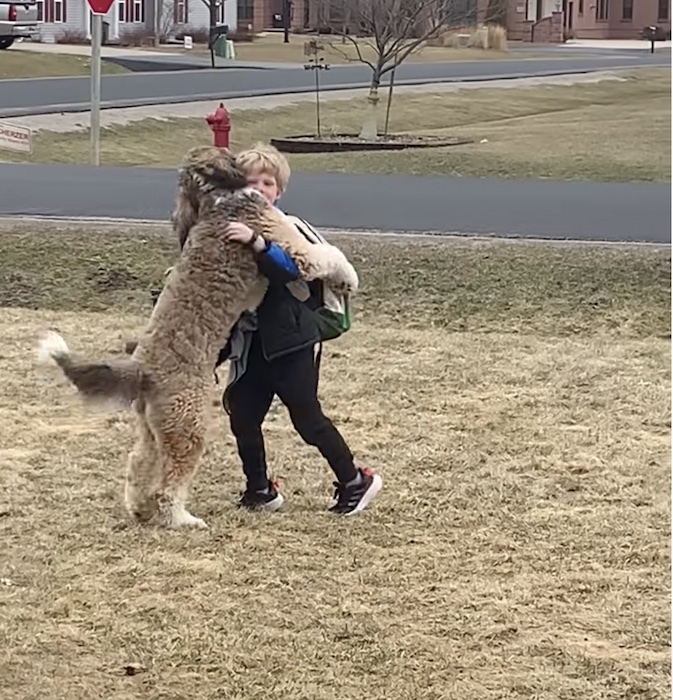 Bernedoodle melts 7M hearts hugging his little brother after school