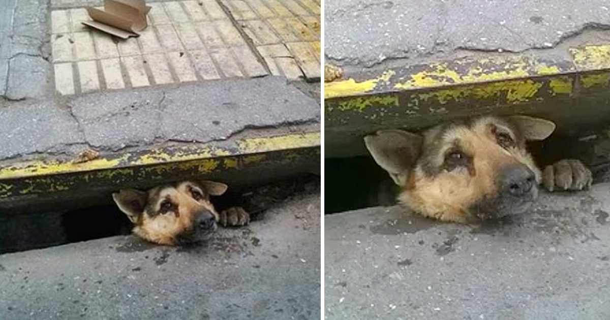 The man on the street threw everything away to free the dog that was stuck in the sewer for days in the middle of the rain, making everyone admire