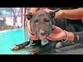 Dog with life-threatening abscess saved and transformed. - YouTube