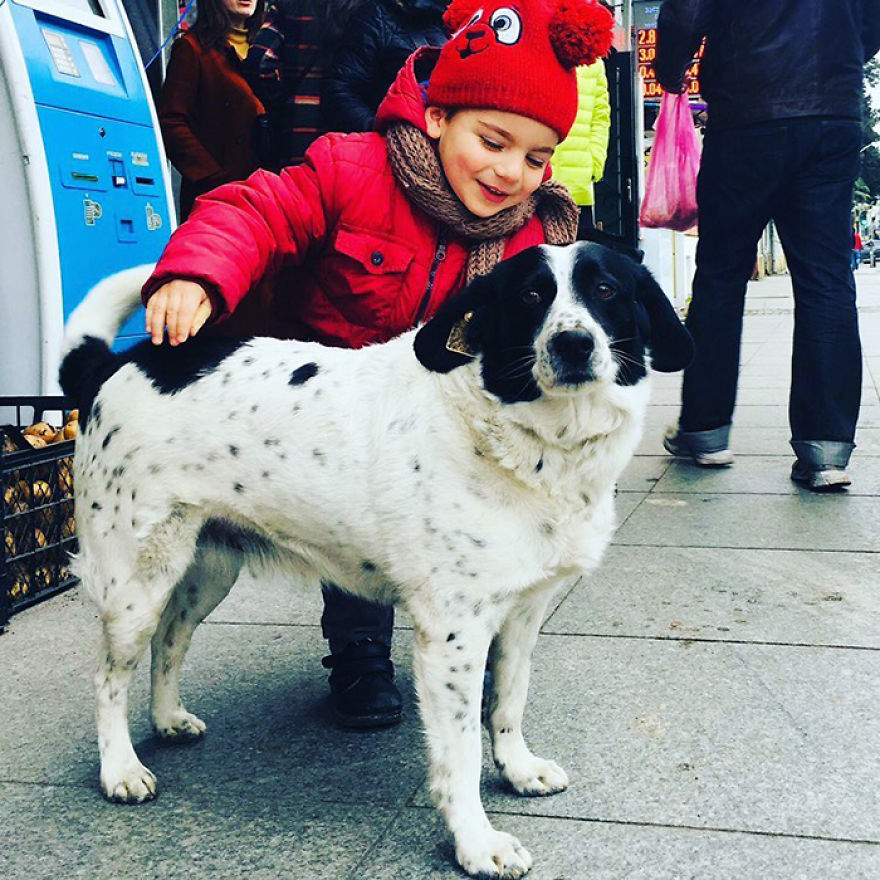 This Dog Comes Here Every Day And Helps Kindergarten Kids Safely Cross The Street