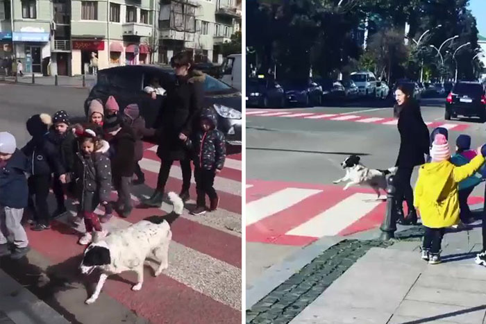 This Dog Comes Here Every Day And Helps Kindergarten Kids Safely Cross The Street