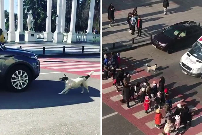 This Dog Comes Here Every Day And Helps Kindergarten Kids Safely Cross The Street