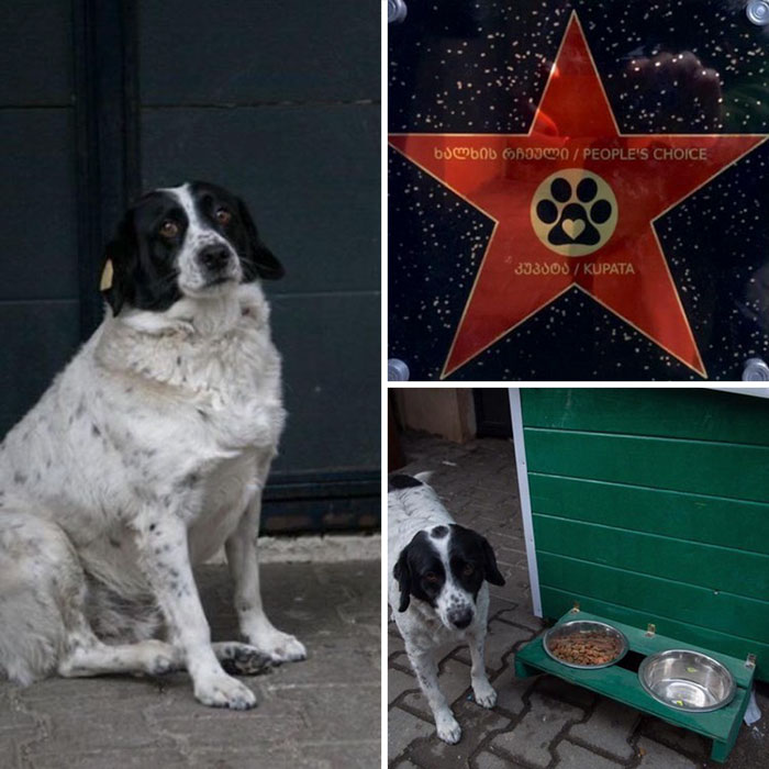 This Dog Comes Here Every Day And Helps Kindergarten Kids Safely Cross The Street