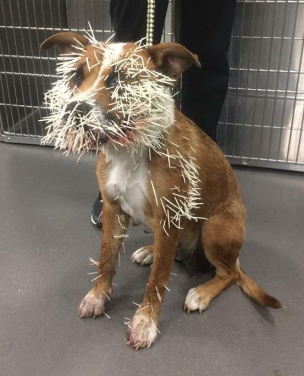 Calgary dog owners urged to avoid prickly problems and watch out for porcupines | CBC News