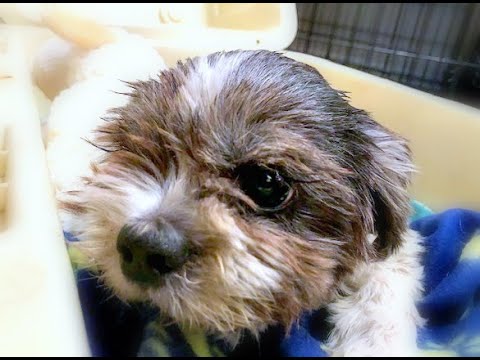 Saving Mona Lisa Her Journey Home Neglected dog screams in fear when  touched! TracysPawsRescue - YouTube