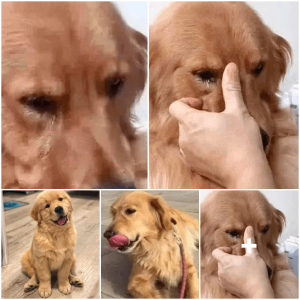 image dog