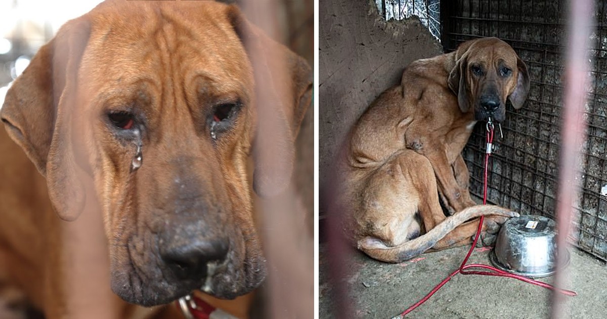 Robin, the Last Rescue from a Meat Farm, Hesitates to Leave His Kennel, Bearing Scars of His Past, Reflecting the Lingering Impact of His Previous Life.