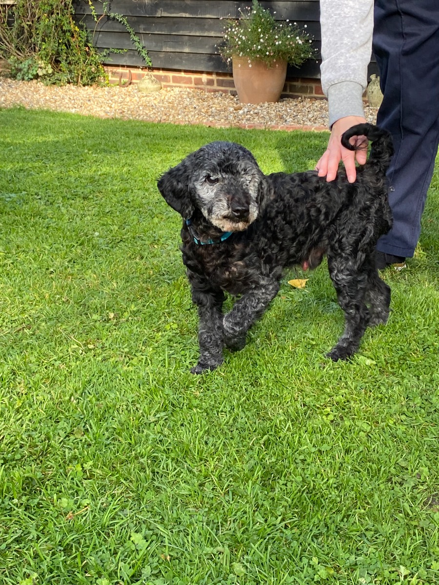 owner petting black dog