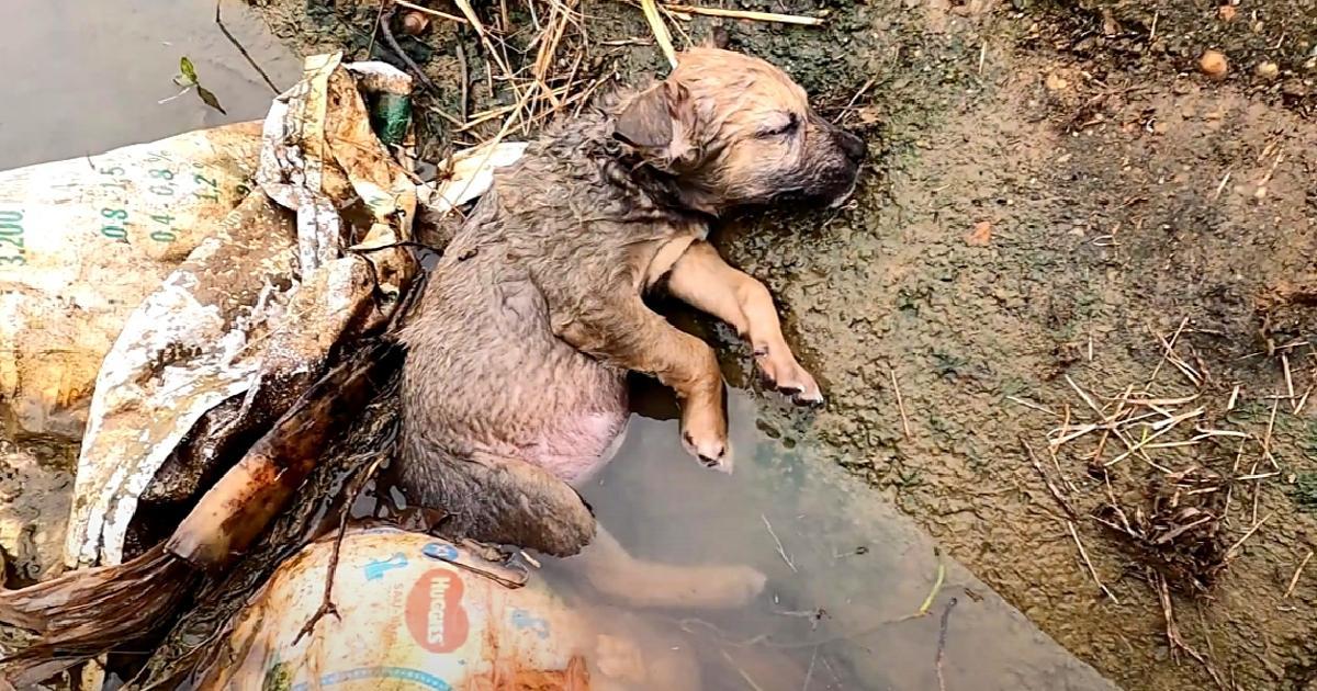 Poor little dog lying unconscious in a ditch after humans had failed him in extreme hunger