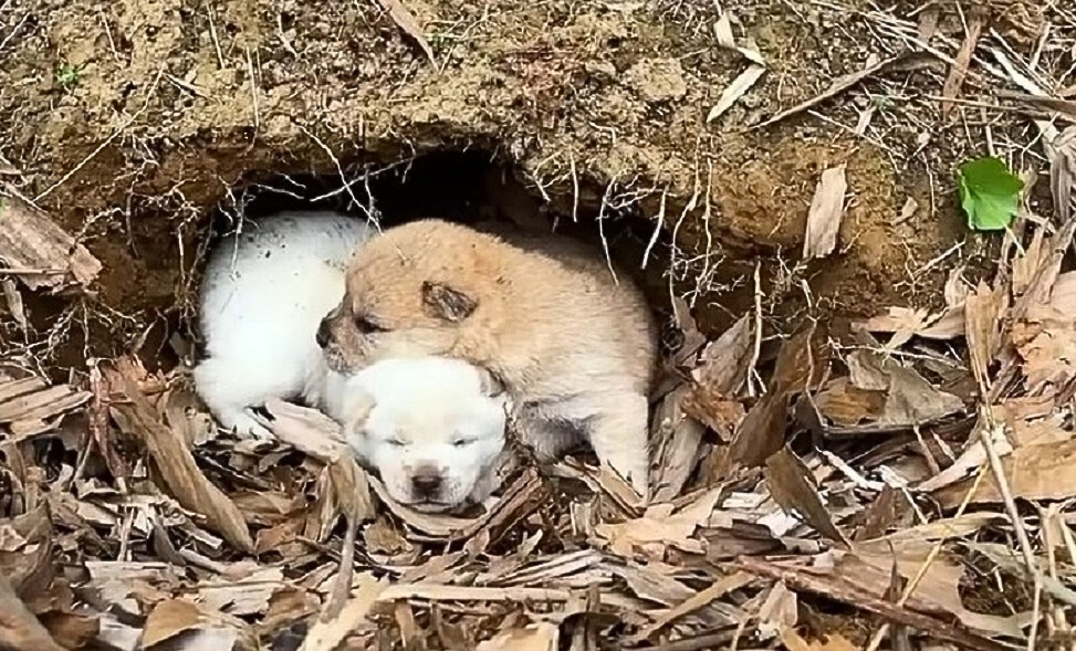 puppies in natural shelter