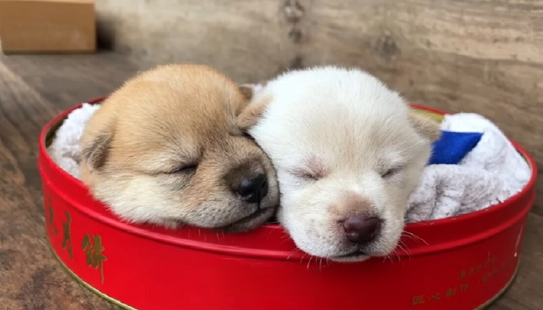 puppies sleeping