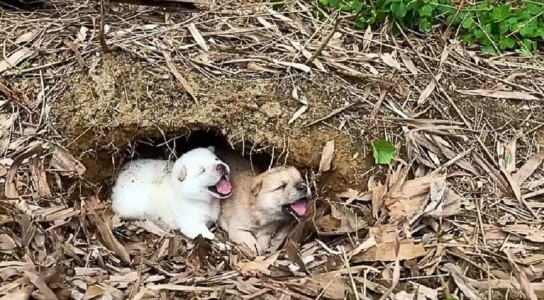 scared puppies